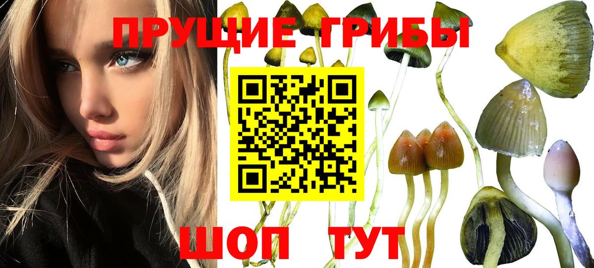 Псилоцибиновые грибы мицелий Новосибирск
